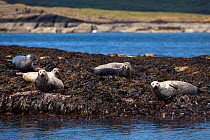 Common seals (Phoca vitulina) lying down on seaweed covered islet in loch. Isle of Mull, Scotland, June 2010.