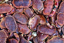 Edible crabs (Cancer pagurus) freshly caught. Ulva, Isle of Mull, Scotland. June 2010.