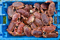 Edible crabs (Cancer pagurus) freshly caught. Ulva, Isle of Mull, Scotland. June 2010.