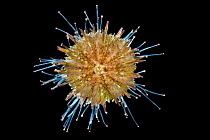 Green Sea Urchin (Psammechinus miliaris) Isle of Mull, Scotland. June 2010.