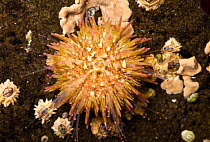 Green Sea Urchin (Psammechinus miliaris) in a rockpool, Isle of Mull, Scotland. June 2010.