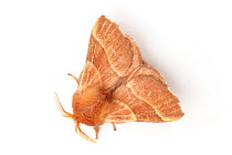 Lackey moth (Malacosoma neustria) on white background. Pembrokeshire, UK. July.