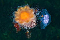 Lion's Mane Jellyfish (Cyanea capillata) predating a Common / Moon Jellyfish (Aurelia aurita) Isle of Mull, Scotland. June.