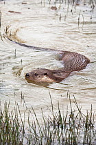 European river otter (Lutra lutra) swimming, captive, UK