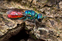 Ruby-tailed / Cuckoo wasp (Chrysis ignita) on wood. Derbyshire, June