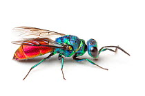 Ruby-tailed / Cuckoo wasp (Chrysis ignita)  on white background. Derbyshire, June