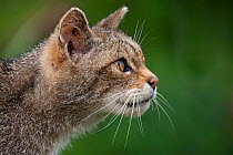 Scottish Wild Cat (Felis silvestris grampia) head portrait in profile (captive) UK