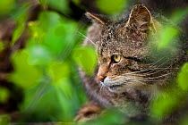 Scottish Wild Cat (Felis silvestris grampia) in undergrowth, head portrait (captive) UK