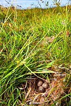 Skylark (Alauda Arvensis) four eggs in nest on ground. Isle of Mull, Scotland. June