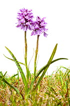 Spotted Heath orchid (Dactylorhiza maculata) flowering in meadow, against white background. Isle of Mull, Scotland. June 2010.