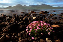 Thrift (Armeria maritima) flowering on loch shoreline. Isle of Mull, Inner Hebrides, Scotland, UK. June 2010.