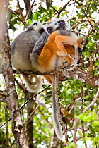 Diademed Sifakas (Propithecus diadema diadema) family group with baby in tropical rainforest. Andasibe-Mantadia National Park, Eastern Madagascar. IUCN Endangered Species.