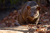 Fosa / Fossa (Cryptoprocta ferox) male crouched in dry deciduous forest, Kirindy Forest, Western Madagascar, IUCN vulnerable species.