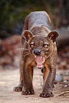 Fosa / Fossa (Cryptoprocta ferox) male snarling, dry deciduous forest, Kirindy Forest, Western Madagascar, IUCN vulnerable species. Not available for ringtone/wallpaper use.