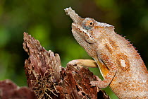 Lesser Chameleon (Furcifer minor) male, Central Highlands, Madagascar. IUCN Vulnerable Species.