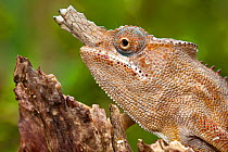Lesser Chameleon (Furcifer minor) head portrait of male, Central Highlands, Madagascar. IUCN Vulnerable Species.