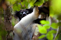 Indri (Indri indri) portrait, sitting in tree, tropical rainforest, Andasibe-Mantadia National Park, Eastern Madagascar. IUCN Endangered Species.