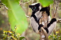Indri (Indri indri) portrait, climbing tree, tropical rainforest, Andasibe-Mantadia National Park, Eastern Madagascar. IUCN Endangered Species.