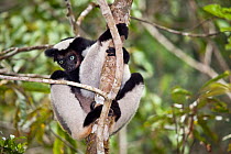 Indri (Indri indri) climbing tree, tropical rainforest, Andasibe-Mantadia National Park, Eastern Madagascar. IUCN Endangered Species.