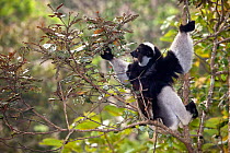Indri (Indri indri) sitting in tree, feeding. Tropical rainforest, Andasibe-Mantadia National Park, Eastern Madagascar. IUCN Endangered Species.