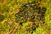 Ground Dwelling tree frog (Gephyromantis / Mantidactylus webbi) camouflaged against moss. Masoala Peninsula National Park, north east Madagascar. IUCN endangered species