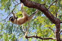 Verreaux's Sifaka (Propithecus verreauxi) hanging in tree, Kirindy Forest, Western Madagascar. October. IUCN vulnerable Species.
