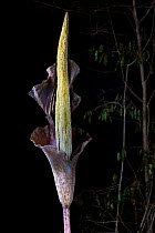 Enormous inflorescence of Arum plant (Amorphophallus sp) Dry deciduous forest, Kirindy Forest, Western Madagascar. October.