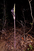 Enormous inflorescence of Arum (Amorphophallus sp) Dry deciduous forest, Kirindy Forest, Western Madagascar. October.