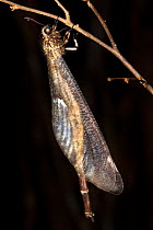 Antlion {Myrmeleontidae} hanging from plant at night in dry deciduous forest, Kirindy forest, West Madagascar.