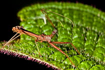 Assasin bug {Reduviidae} Masoala Peninsula National Park, north east Madagascar.