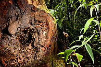Honey bee nest in hollow tree {Apis sp} in rainforest. Andasibe-Mantadia National Park, Eastern Madagascar.