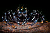 Black Jumping spider {Salticidae}. Tropical rainforest, Masoala Peninsula National Park, north east Madagascar.