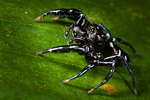 Black Jumping spider {Salticidae}. Tropical rainforest, Masoala Peninsula National Park, north east Madagascar.