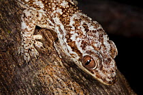Grandidier's velvet gecko {Blaesodactylus sakalava} on tree trunk at night, Madagascar