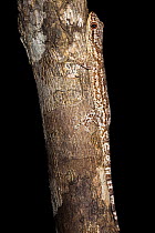 Grandidier's velvet gecko {Blaesodactylus sakalava} on tree trunk at night, Madagascar
