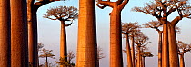 Boabab trees {Adansonia grandidieri} in evening light. Morondava, Madagascar. Digital Composite Panorama.
