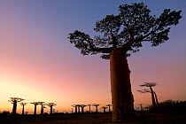 Boabab trees {Adansonia grandidieri} silhouetted at sunset. Morondava, Madagascar, October 2009