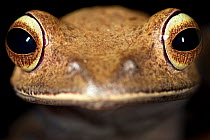 Tree frog {Boophis sp} close-up of head. Masoala Peninsula National Park, north east Madagascar.