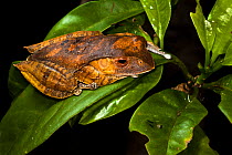 Madagascar tree / Leaf litter frog {Boophis madagascariensis} resting in rainforest tree. Masoala Peninsula National Park, north east Madagascar.