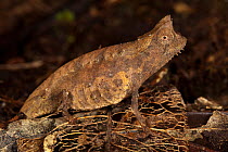 Stump-tailed chameleon (Brookesia superciliaris) camouflaged amongst leaf litter on rainforest floor, Andasibe-Mantadia National Park, Eastern Madagascar.