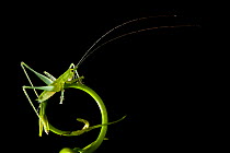 Green bush cricket {Tettigoniidae} in rainforest at night. Masoala Peninsula National Park, north east Madagascar.
