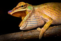 Boettger's / Blue nosed chameleon {Calumma boettgeri} with mouth wide open, Masoala Peninsula National Park, north east Madagascar.