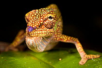 Boettger's / Blue nosed chameleon {Calumma boettgeri} Masoala Peninsula National Park, north east Madagascar.