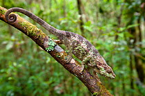 Short-horned chameleon (Calumma brevicornis) walking down branch in tropical rainforest, Andasibe-Mantadia National Park, Eastern Madagascar.