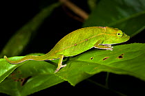 Short-nosed chameleon {Calumma gastrotaenia} walking on leaf, tropical rainforest, Andasibe-Mantadia NP, Eastern Madagascar.