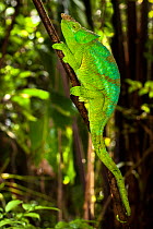 Parson's chameleon {Calumma Parsonii} climbing branch in tropical rainforest, Masoala Peninsula National Park, north east Madagascar.