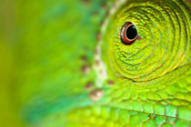 Parson's chameleon {Calumma parsonii} close-up of eye with green coloured skin. Tropical rainforest, Masoala Peninsula National Park, north east Madagascar.
