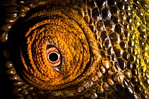 Parson's chameleon {Calumma parsonii} close-up of eye with brown coloured skin. Tropical rainforest, Masoala Peninsula National Park, north east Madagascar.