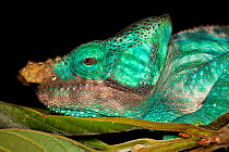 Parson's chameleon (Calumma parsonii) male, coloured green, in tropical rainforest, Andasibe-Mantadia National Park, Madagascar.
