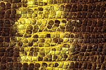 Close up of skin of Parson's chameleon {Calumma parsonii} showing scales and dark brown colouration. Tropical rainforest, Masoala Peninsula National Park, north east Madagascar.